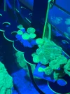 [TodoMarino.com] Vendo Caulastrea