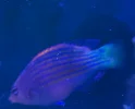 [TodoMarino.com] Pseudocheilinus hexataenia