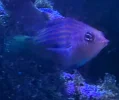 [TodoMarino.com] Pseudocheilinus hexataenia