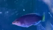 [TodoMarino.com] Pseudocheilinus hexataenia