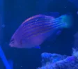 [TodoMarino.com] Pseudocheilinus hexataenia