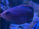 [TodoMarino.com] Pseudocheilinus hexataenia
