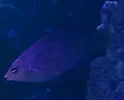 [TodoMarino.com] Pseudocheilinus hexataenia