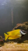[TodoMarino.com] Regalo Siganus Vulpinus i Ocellaris (Girona)