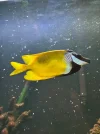 [TodoMarino.com] Regalo Siganus Vulpinus i Ocellaris (Girona)