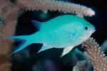 [TodoMarino.com] Regalo Peces