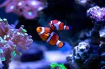 [TodoMarino.com] Regalo Peces