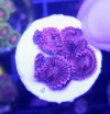 [TodoMarino.com] Zoanthus varios, STRATOSPHERE, KTAR YODA, BUTTKISSER, AWESOME BLOSSOM, CHIQUITA, OOMPA LOOMPA, RAINBOW INCINERATOR, etc zona Alcalá de Henares/El Poz