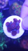 [TodoMarino.com] Zoanthus varios, STRATOSPHERE, KTAR YODA, BUTTKISSER, AWESOME BLOSSOM, CHIQUITA, OOMPA LOOMPA, RAINBOW INCINERATOR, etc zona Alcalá de Henares/El Poz
