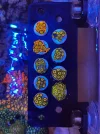 [TodoMarino.com] Esquejes Zoos en BCN