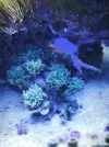 [TodoMarino.com] Regalo pareja de Ocellaris y Chrysiptera hemicyanea