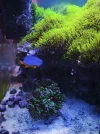 [TodoMarino.com] Regalo pareja de Ocellaris y Chrysiptera hemicyanea