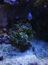[TodoMarino.com] Regalo pareja de Ocellaris y Chrysiptera hemicyanea