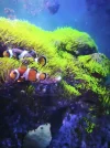 [TodoMarino.com] Regalo pareja de Ocellaris y Chrysiptera hemicyanea