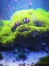 [TodoMarino.com] Regalo pareja de Ocellaris y Chrysiptera hemicyanea
