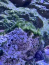 [TodoMarino.com] Ayuda identificar alga verde