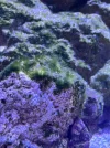 [TodoMarino.com] Ayuda identificar alga verde