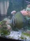 [TodoMarino.com] Desmonto acuario