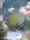 [TodoMarino.com] Desmonto acuario