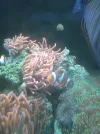 [TodoMarino.com] Desmonto acuario