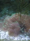 [TodoMarino.com] Desmonto acuario