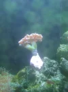 [TodoMarino.com] Desmonto acuario