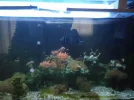 [TodoMarino.com] Desmonto acuario