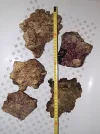[TodoMarino.com] CAMBIO ANEMONAS QUADRICOLOR Y PIEDRAS POR PECES EN MADRID