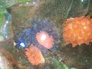[TodoMarino.com] CAMBIO ANEMONAS QUADRICOLOR Y PIEDRAS POR PECES EN MADRID