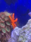 [TodoMarino.com] Estrella de mar naranja es reef safe? Pues daño a un árbol de Kenia , anexo fotos .