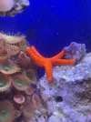 [TodoMarino.com] Estrella de mar naranja es reef safe? Pues daño a un árbol de Kenia , anexo fotos .