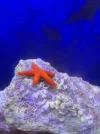 [TodoMarino.com] Estrella de mar naranja es reef safe? Pues daño a un árbol de Kenia , anexo fotos .