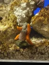 [TodoMarino.com] Estrella de mar naranja es reef safe? Pues daño a un árbol de Kenia , anexo fotos .