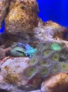 [TodoMarino.com] Estrella de mar naranja es reef safe? Pues daño a un árbol de Kenia , anexo fotos .
