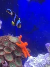 [TodoMarino.com] Estrella de mar naranja es reef safe? Pues daño a un árbol de Kenia , anexo fotos .