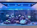 [TodoMarino.com] Venta acuario completo