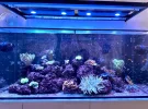 [TodoMarino.com] Venta acuario completo
