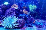 [TodoMarino.com] Venta acuario completo