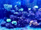 [TodoMarino.com] Venta acuario completo