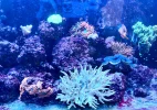 [TodoMarino.com] Venta acuario completo