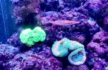 [TodoMarino.com] Venta acuario completo