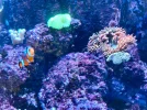 [TodoMarino.com] Venta acuario completo