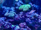 [TodoMarino.com] Venta acuario completo