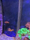 [TodoMarino.com] Peces en Madrid