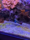 [TodoMarino.com] Peces en Madrid
