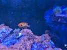 [TodoMarino.com] Peces en Madrid