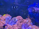 [TodoMarino.com] Peces en Madrid