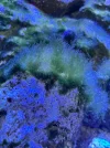 [TodoMarino.com] Ayuda identificar alga verde