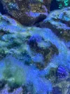 [TodoMarino.com] Ayuda identificar alga verde