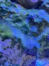 [TodoMarino.com] Ayuda identificar alga verde